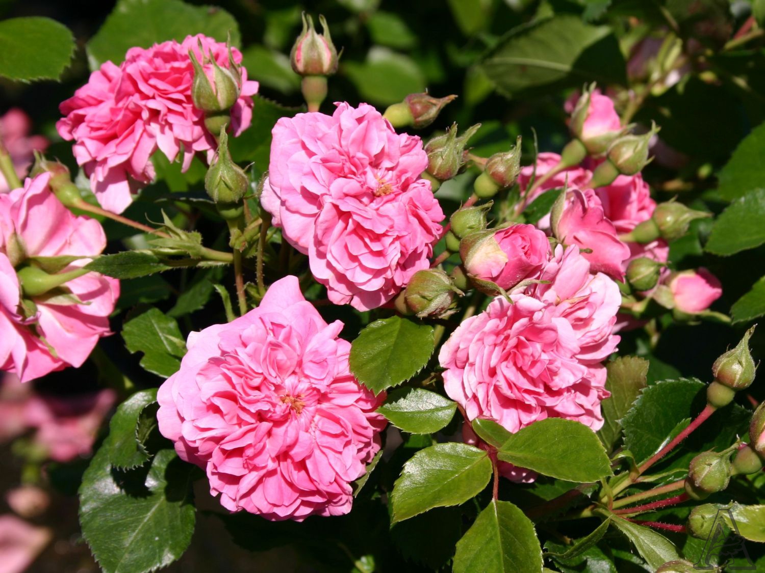 Пинк Свани (Pink Swany) – Ваш сад